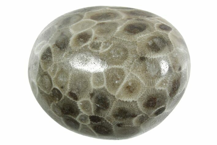 Polished Petoskey Stone (Fossil Coral) - Michigan #348576